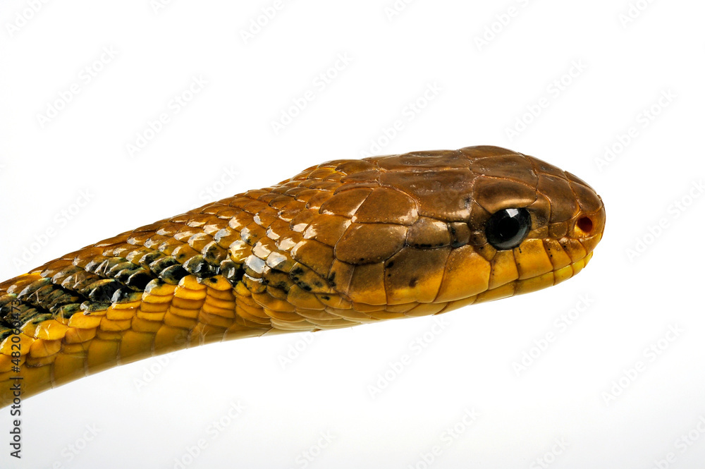 Obraz premium Yellow-bellied puffing snake // Gelbkehl-Zischnatter, Gelbhals-Baumschlange (Pseustes sulphureus)