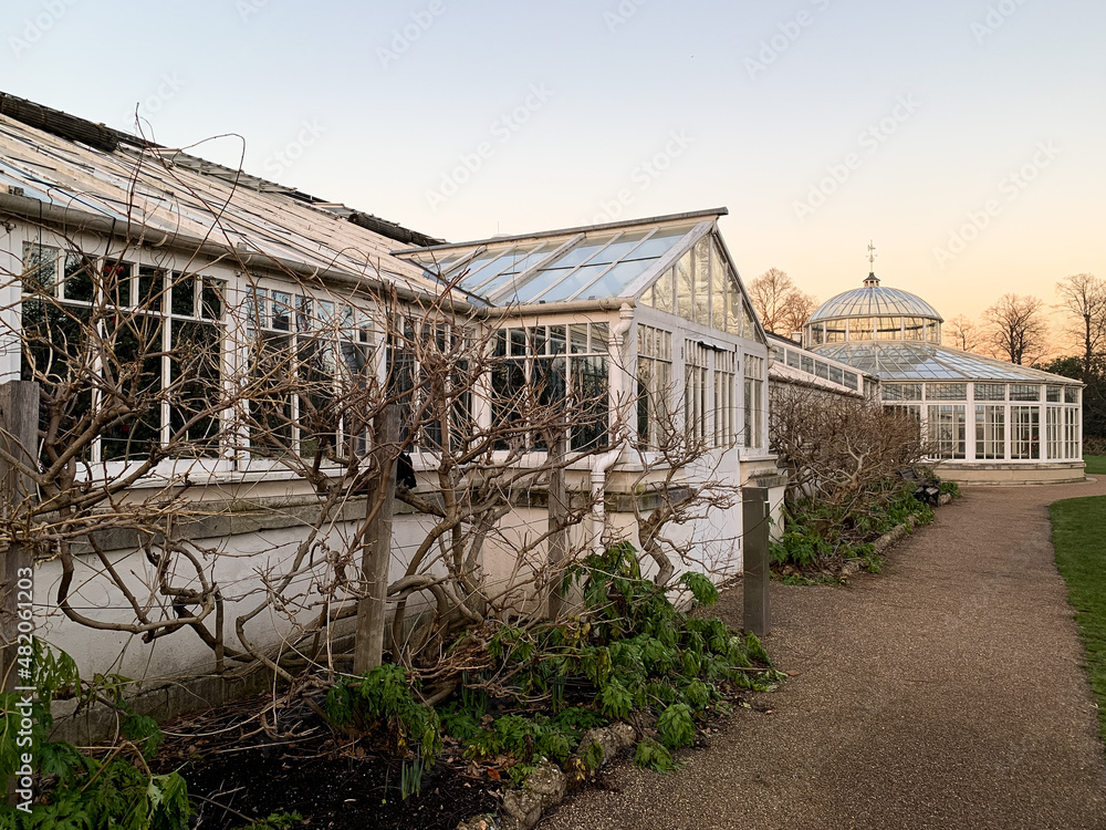 Facade of Grade1 listed greenhouse housing historic camelia plants at Chiswick House and Gardens in West London. Twilight, sunset, wisteria trees along the wall, green grass in front of building 