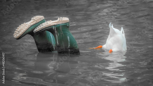 Canvastavla diving duck and submerged wellies