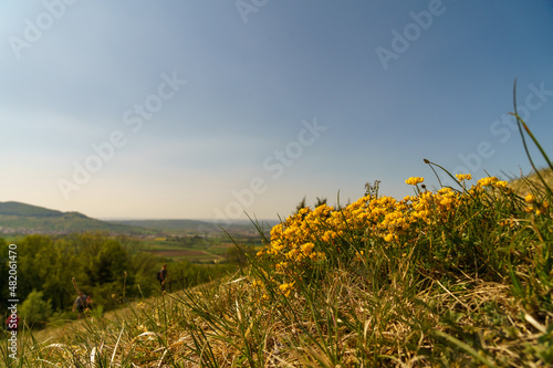 Springtime and blooming time photo