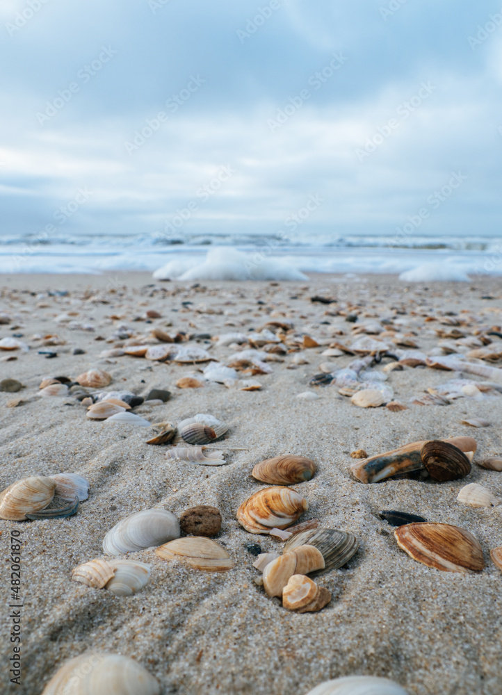 Close up of sea shells at a beach on the island Sylt	