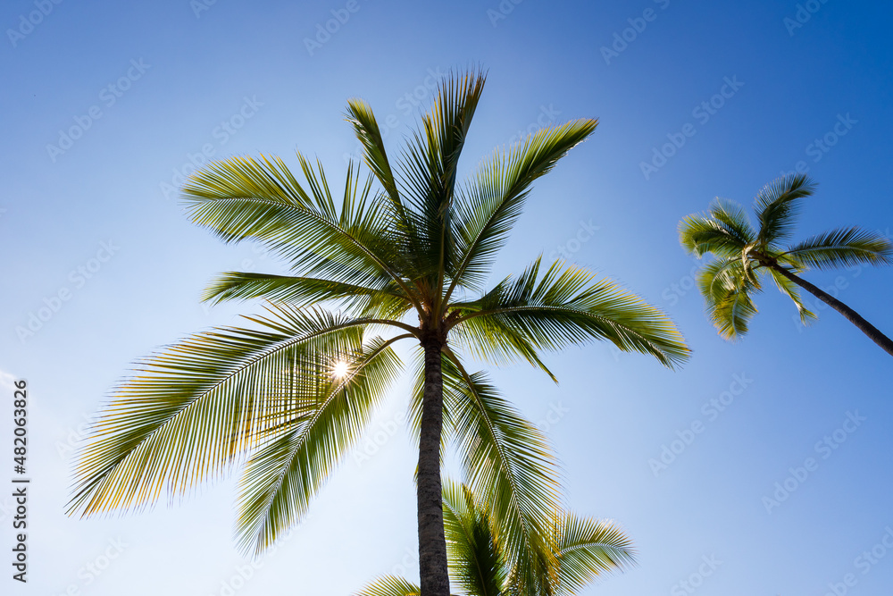 A bright green palm tree with sun star and blue skies. 
