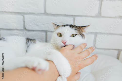 Cat bites a girl's hand, aggressive cat