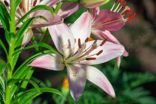 Lily flowers on a green twig, on a flower bed in the garden.