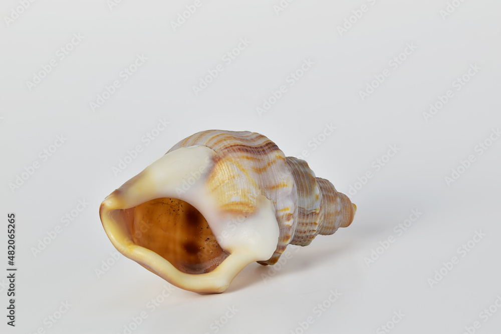 Spiral sea shell on white background, copy text space Spiral sea shell on white background, copy text space