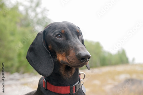 Portrait of young black and tan dachshund on lake near forest