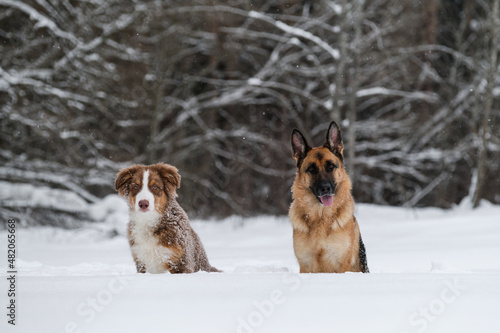 Aussie puppy red tricolor and German shepherd walk in winter park and pose smiling. Australian Shepherd is young dog. Friends on background of forest. Two sheepdogs in snow. © Ekaterina