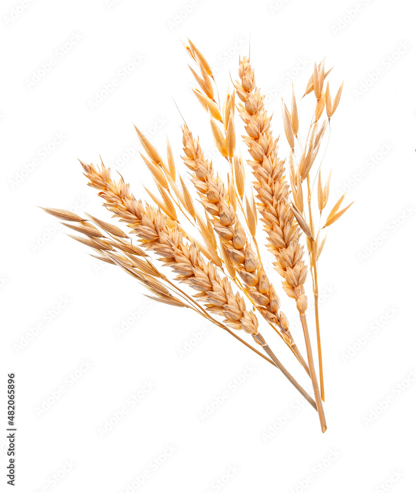 ears of wheat ears of wheat