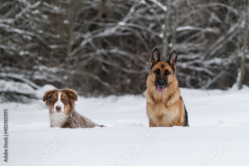 Aussie puppy red tricolor and German shepherd walk in winter park and pose smiling. Australian Shepherd is young dog. Friends on background of forest. Two sheepdogs in snow.