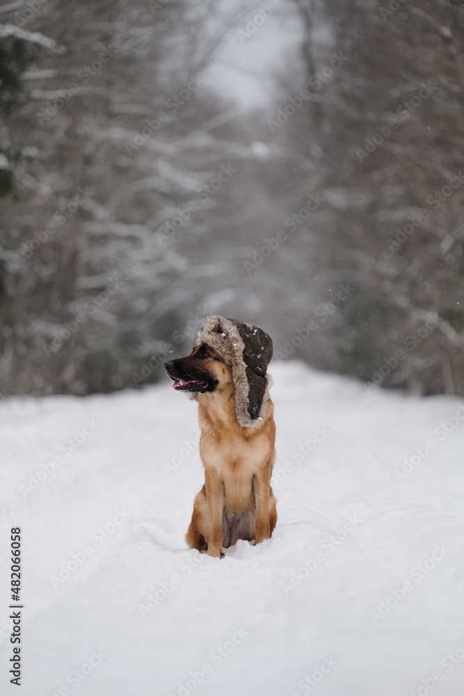 German Shepherd of red color sits on snowy road in winter and poses. Dog in hat with earflaps. Fluffy shaggy best friend on walk. Portrait of smart beautiful shepherd dog against background of forest.