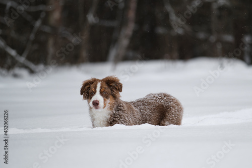 Australian Shepherd red tricolor is young dog with funny protruding ears. Chocolate colored dog with intelligent look and face. Aussie puppy walks in snow in winter.