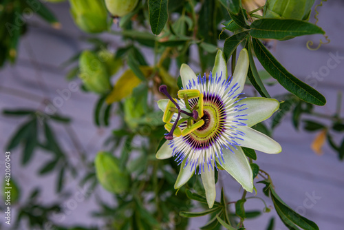 Unusual amazing passionflower blooming close-up
