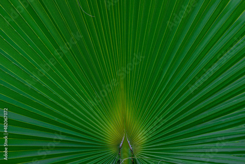 Palm green striped leaf background close-up