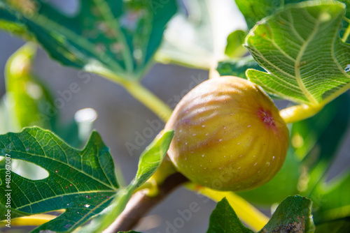 Ripe figs grow on a tree in the sun