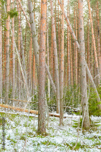  Protected pine forest in winter