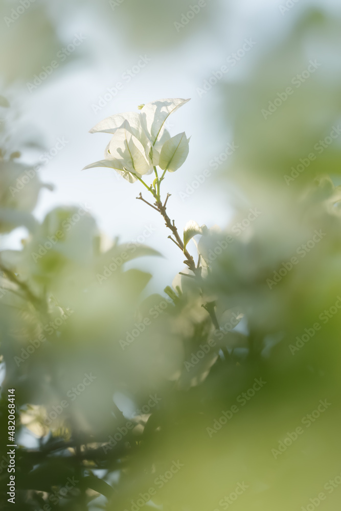 Soft white Bougainvillea flower in nature with soft and selective focus.Vintage floral background. Soft white Bougainvillea flower in nature with soft and selective focus.Vintage floral background.