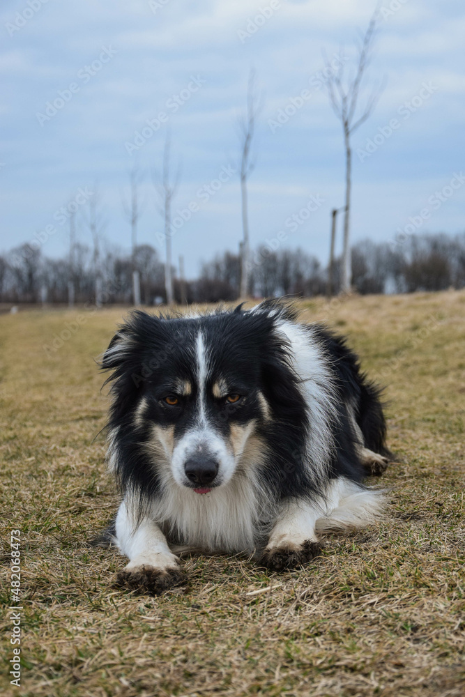 Border collie is lying in the grass. He is so crazy dog on trip. Border collie is lying in the grass. He is so crazy dog on trip.