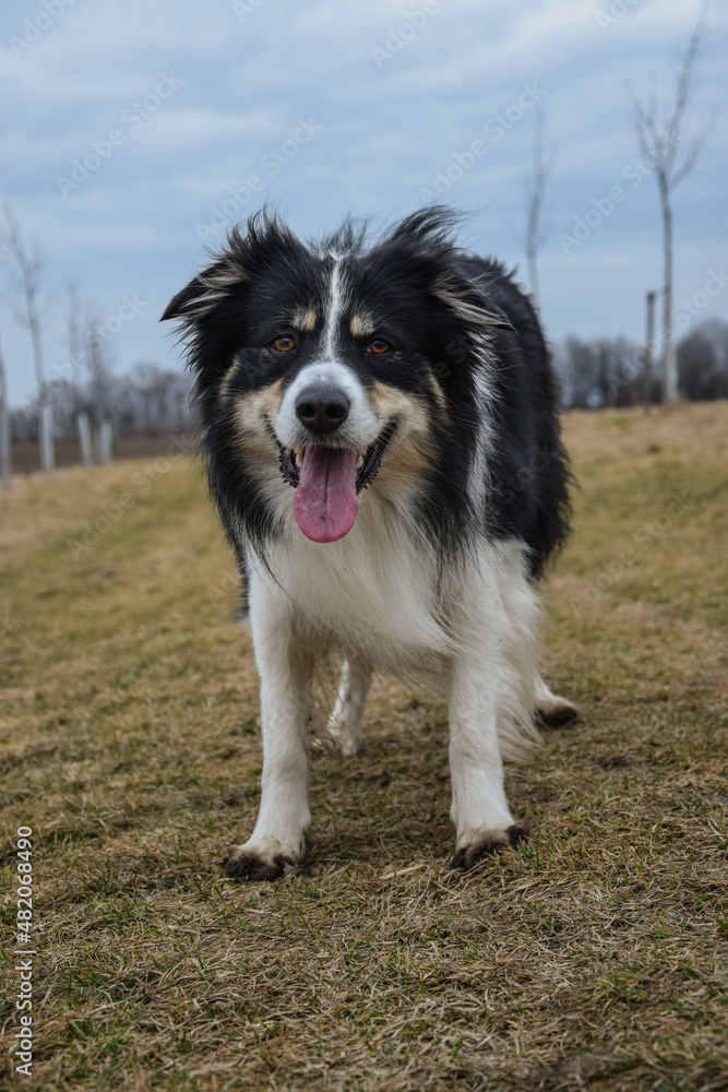 border collie is standing in the field in the nature, in mountain in czech republic. She is very happy.