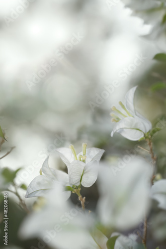 Soft white Bougainvillea flower in nature with soft and selective focus.Vintage floral background.