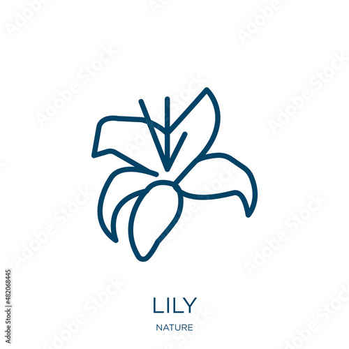 lily icon from nature collection. Thin linear lily, flower, floral outline icon isolated on white background. Line vector lily sign, symbol for web and mobile
