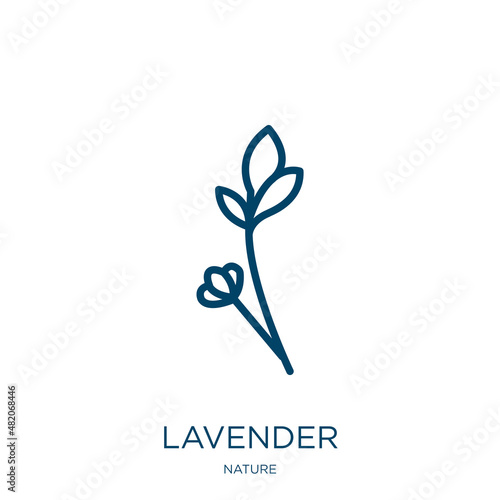 lavender icon from nature collection. Thin linear lavender, natural, plant outline icon isolated on white background. Line vector lavender sign, symbol for web and mobile