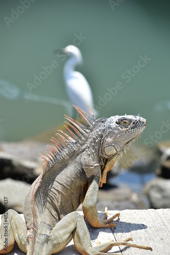 Iguana y garza 