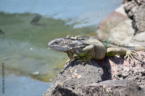 Iguana en roca 