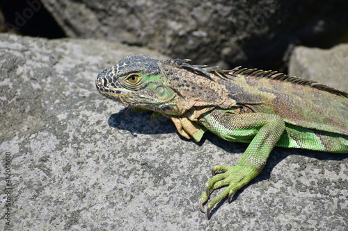 Iguana verde 2