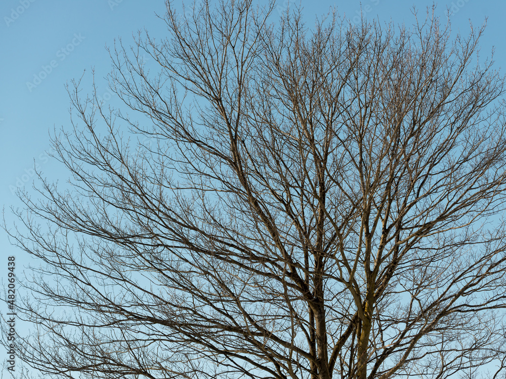 tree in winter tree in winter