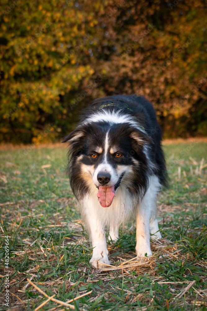 border collie is standing in the field in the nature, in mountain in czech republic. She is very happy.