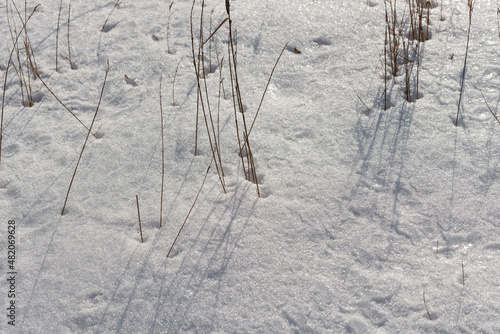 winter scene with snow and grass