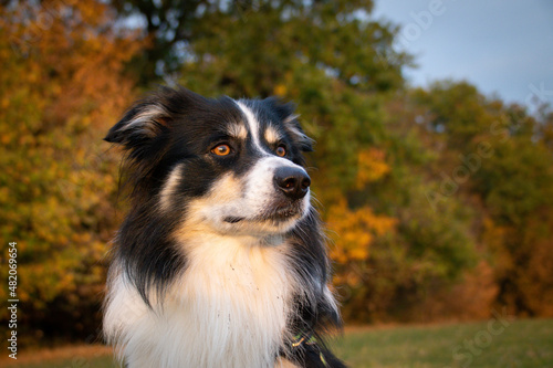 border collie is standing in the field in the nature, in mountain in czech republic. She is very happy. © doda