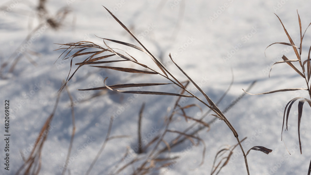 Obraz premium grass in the snow