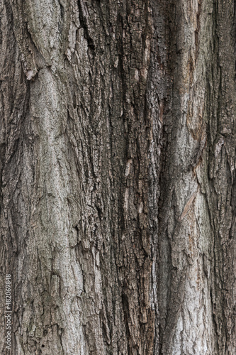 texture of a chestnut tree bark. closeup nature background