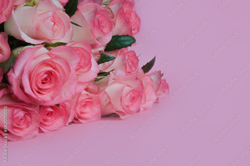 beautiful bouquet of pink roses on pink background. Mother's day, Valentines Day, 8 march. Birthday celebration concept. Greeting card. Copy space, top view