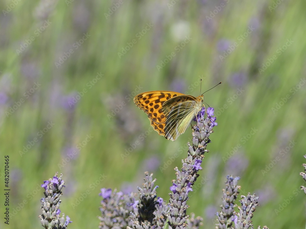 Close-up of beautiful brown butterfly resting on a lavender flower Close-up of beautiful brown butterfly resting on a lavender flower