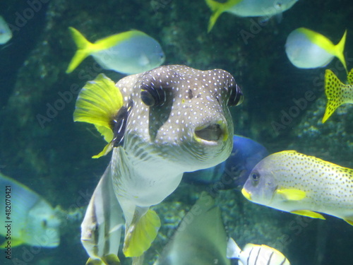Funny tropical fish with beautiful face and big eyes. Lot of others fishes on background