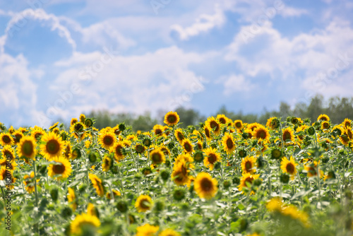 Fototapeta Naklejka Na Ścianę i Meble -  Sunflower field and blue sky.