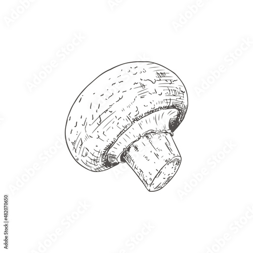 Hand drawn champignon. Isolated sketch on white background. Vector illustration.