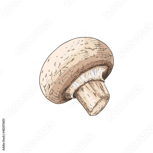 Hand drawn champignon. Isolated sketch on white background. Vector illustration.