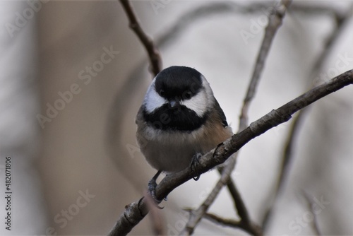 Cute Black Capped Chickadee perched on a branch, looking directly at camera, out of focus gray background.