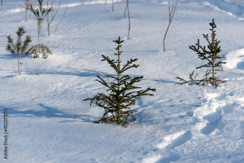 young pine trees in the snow
