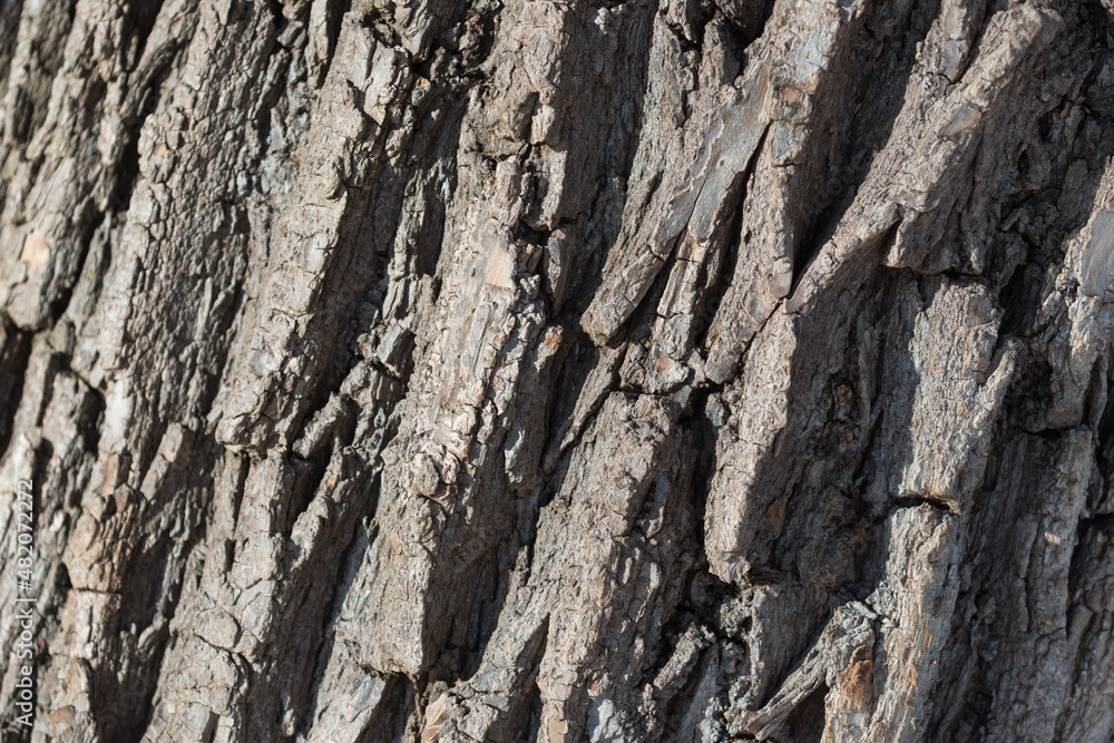 bark of tree bark of tree