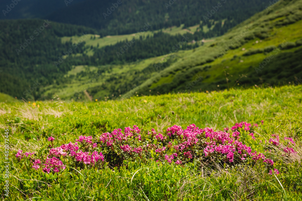 Pink rhododendron flowers on summer mountain. Carpathian mountains, Ukraine, Europe. Discover the beauty of earth. Tourism concept