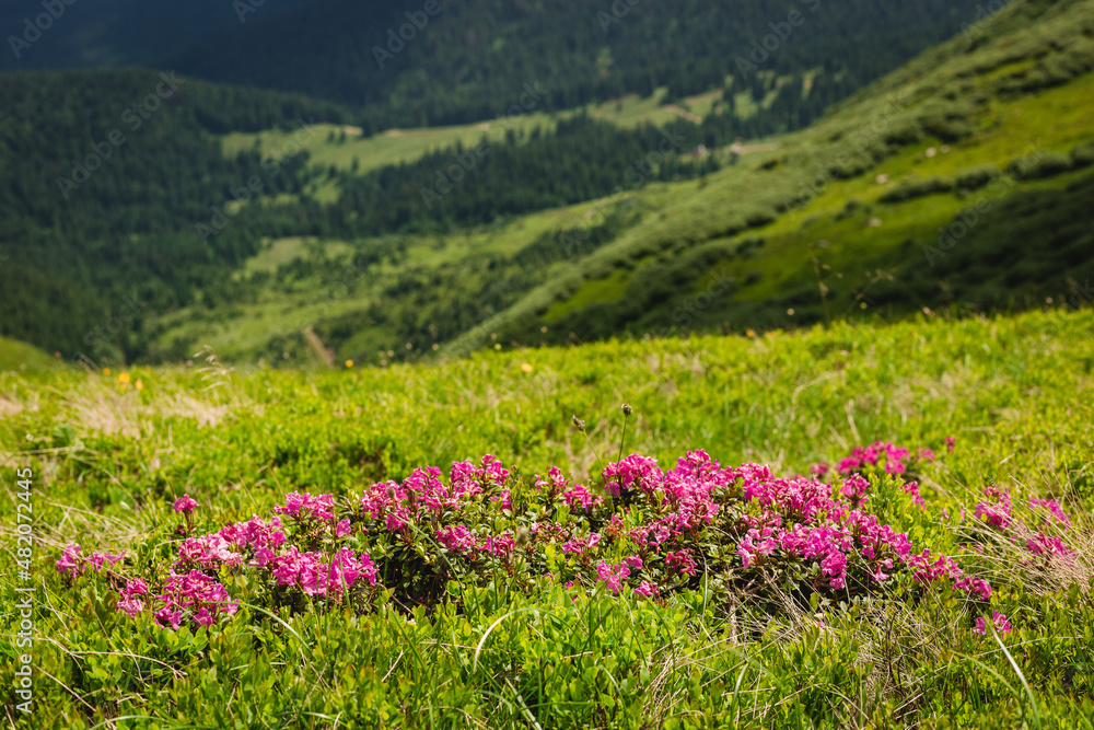 Fototapeta premium Pink rhododendron flowers on summer mountain. Carpathian mountains, Ukraine, Europe. Discover the beauty of earth. Tourism concept