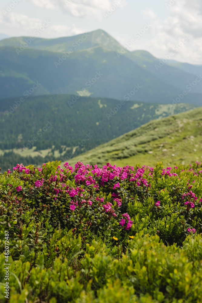 Pink rhododendron flowers on summer mountain. Carpathian mountains, Ukraine, Europe. Discover the beauty of earth. Tourism concept Pink rhododendron flowers on summer mountain. Carpathian mountains, Ukraine, Europe. Discover the beauty of earth. Tourism concept