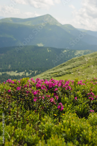 Pink rhododendron flowers on summer mountain. Carpathian mountains  Ukraine  Europe. Discover the beauty of earth. Tourism concept