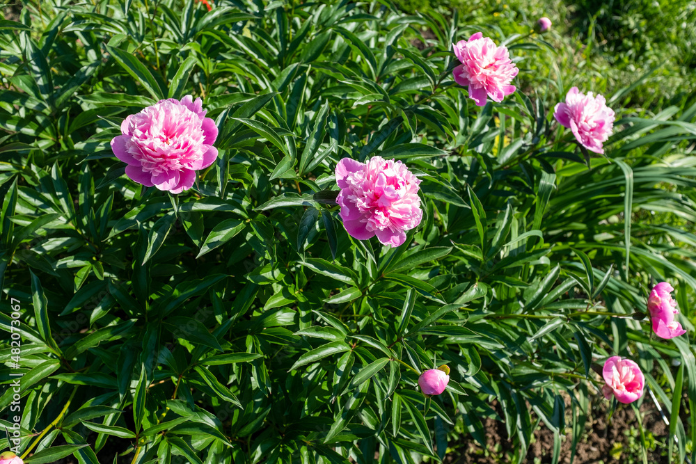 Pink fresh peonies bush in the summer garden at the sunny day, selective focus. Natural floral background. Picture for post, screensaver, wallpaper, postcard Pink fresh peonies bush in the summer garden at the sunny day, selective focus. Natural floral background. Picture for post, screensaver, wallpaper, postcard