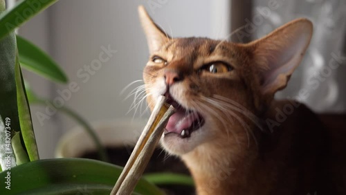 Abyssinian cat nibbles on a houseplant