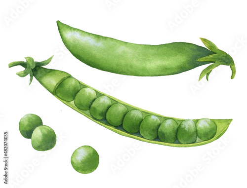 Green peas. Fresh greens. Organic food. Hand-drawn watercolor illustration on a white background. Picture for food design, packaging, cafe. photo
